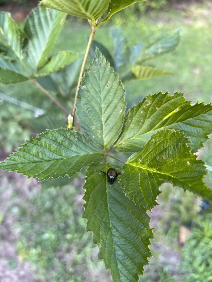 About 100 feet away I have a stand of blackberries. My peach trees have many more beetles on them than my blackberries. My assumption is the beetles either (1) found the peach trees first and others were attracted by the damage hormone produced, or (2) the beetles simply prefer the peaches over the blackberries.