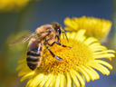 Honeybee perched on a yellow daisy-like flower collecting nectar