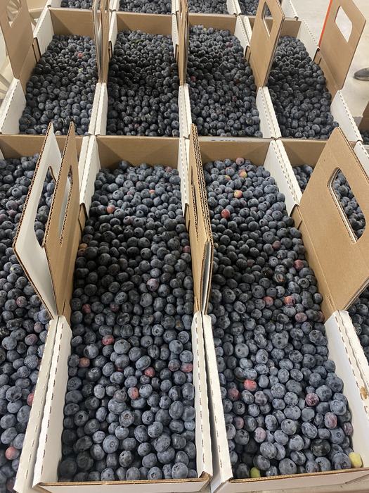 blueberries ready for delivery to the food bank of central and eastern NC