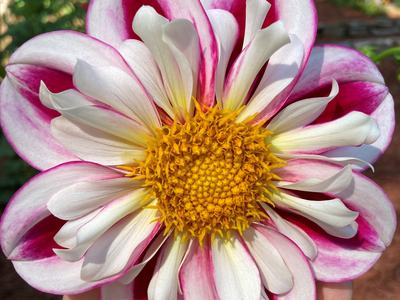 Bumble Rumble Dahlia