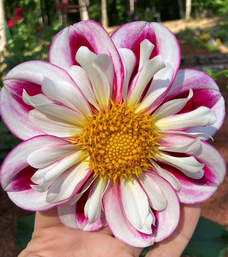 Bumble Rumble Dahlia