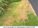 spot on lawn damaged by chinch bugs