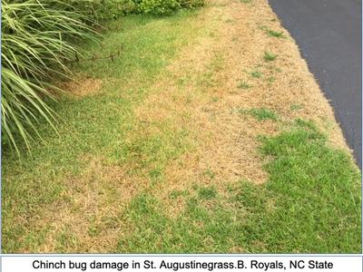 spot on lawn damaged by chinch bugs