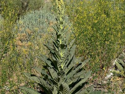 Mullein with large basal rosette and yellow flowering spike in dry grassy area