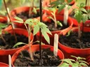 Container Gardening