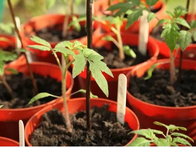 Container Gardening