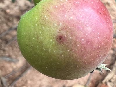 Early symptoms of Bitter rot on fruit