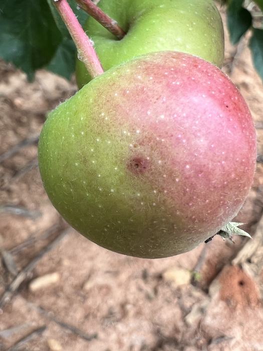 Early symptoms of Bitter rot on fruit