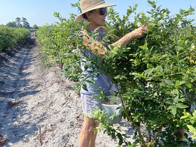 Extension Master Gardener Volunteer Picking Blueberries