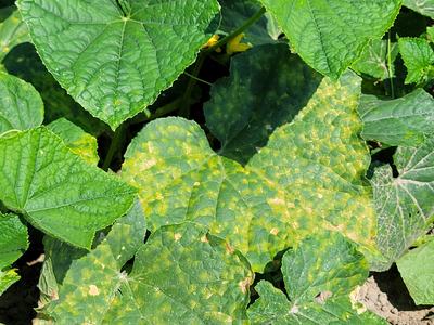 Angular, yellow lesions on topside of the leaves that are bound by leaf veins