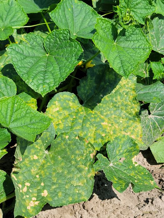 Angular, yellow lesions on topside of the leaves that are bound by leaf veins