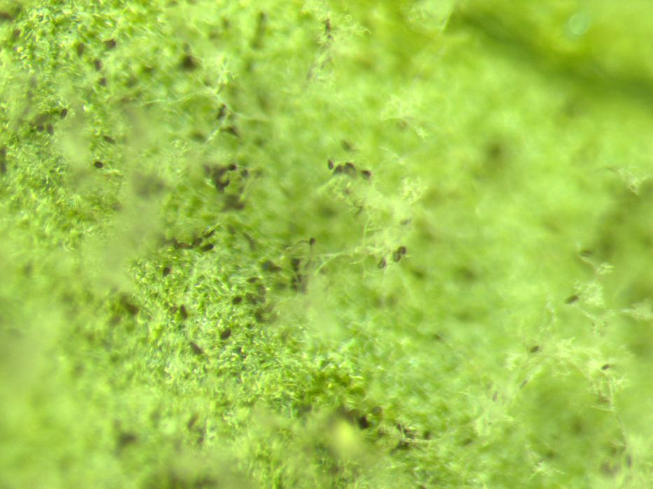 Pseudoperonospora cubensis clade 2 sporangia under a dissecting microscope 