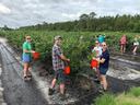 Blueberry gleaning at NC State Extension horticultural research station in Castle Hayne