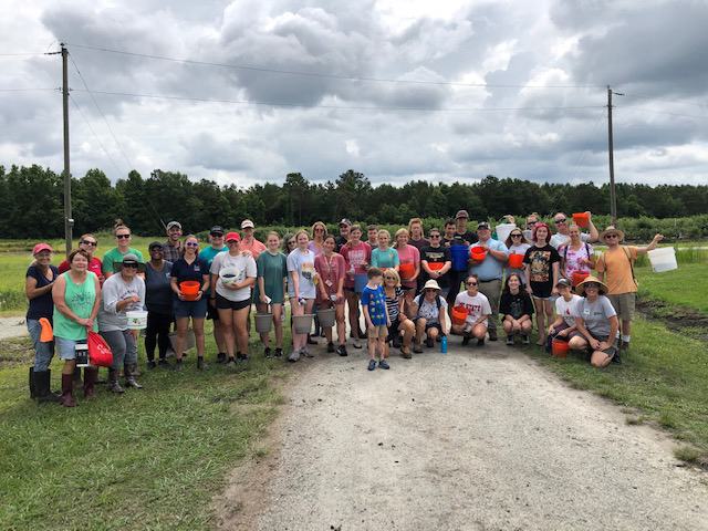 Blueberry gleaning at NC State Extension horticultural research station in Castle Hayne