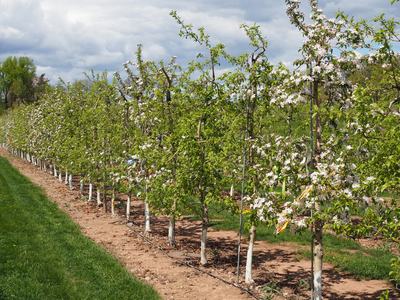 An effective chemical thinning program is the 1st part of an effective return bloom program. 