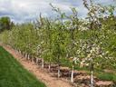 An effective chemical thinning program is the 1st part of an effective return bloom program. 