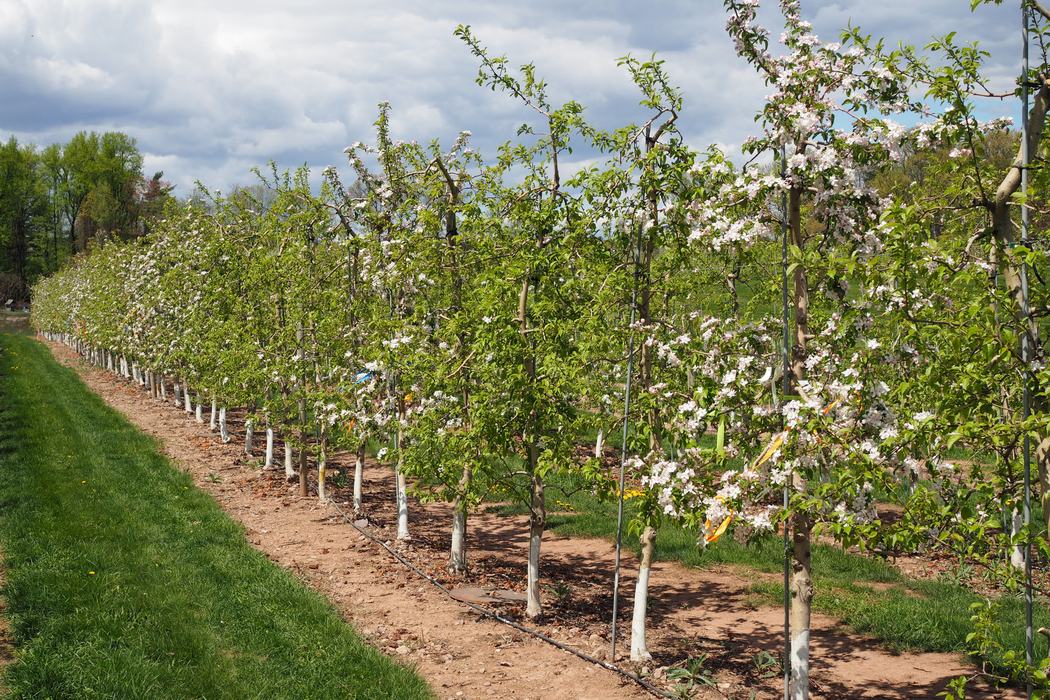 An effective chemical thinning program is the 1st part of an effective return bloom program. 