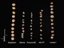 Seeds arranged in columns labeled Soybean, Bama, Futura 83, MS 77, YuMa 1 with 1 cm/1 in scale