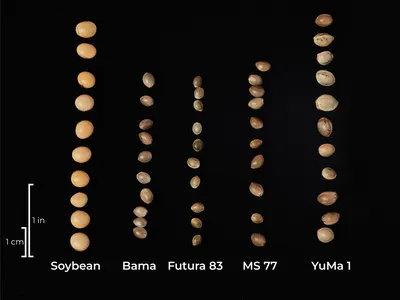 Seeds arranged in columns labeled Soybean, Bama, Futura 83, MS 77, YuMa 1 with 1 cm/1 in scale