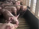 Hogs