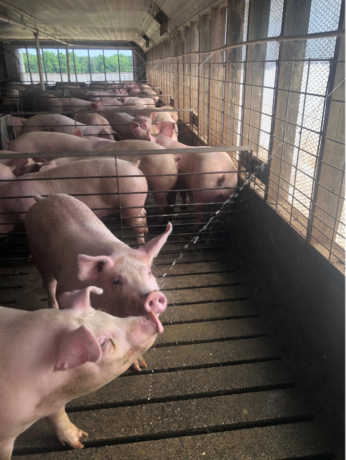 Hogs