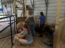 Four children tending and holding sheep inside a metal-sided barn pen