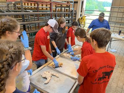 Students wearing gloves dissecting animal organs on metal trays inside a barn