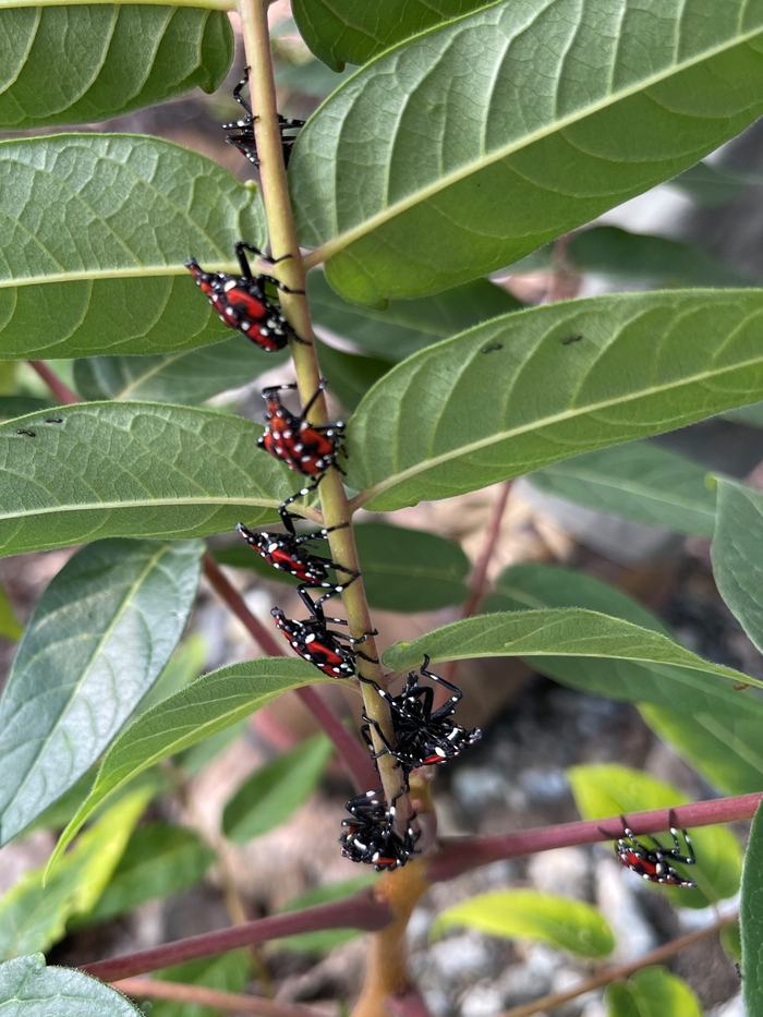 Small red and black insects with white spots lined up along a plant stem. 