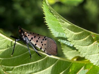 Spotted lanternfly resting on a serrated green leaf