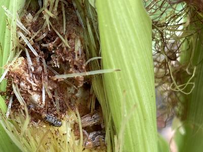 Partially husked corn ear with damaged kernels and small caterpillars among the silk