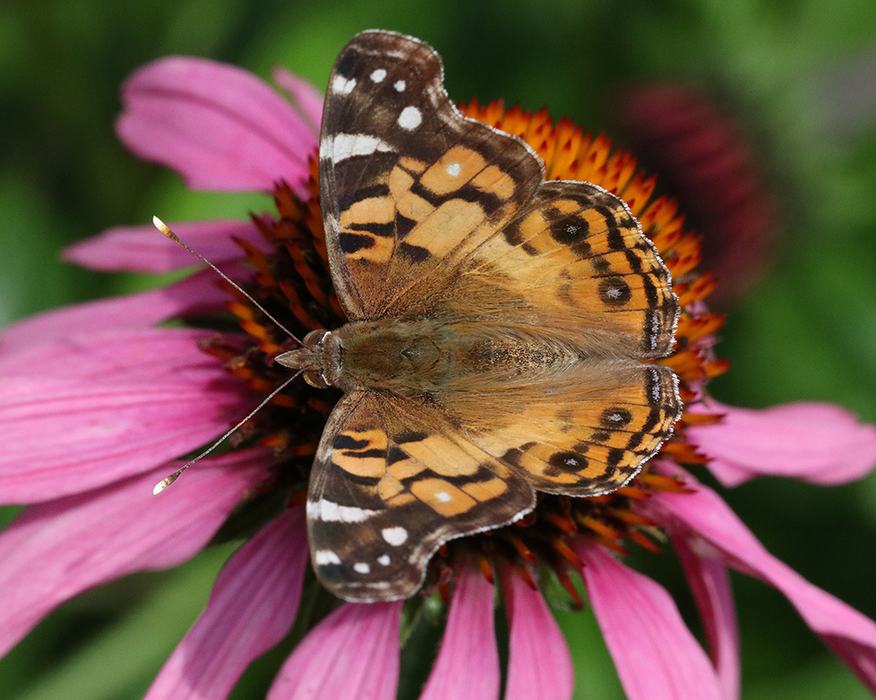 Butterfly with open wings resting on pink coneflower