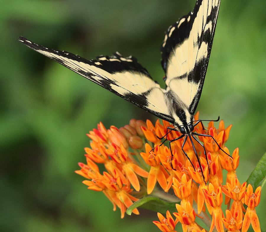 Yellow and black swallowtail butterfly feeding on cluster of orange milkweed flowers