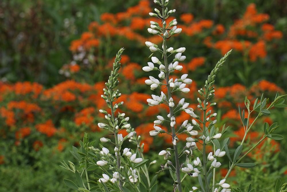 White lupine flower spikes in foreground with blurred orange flowers behind