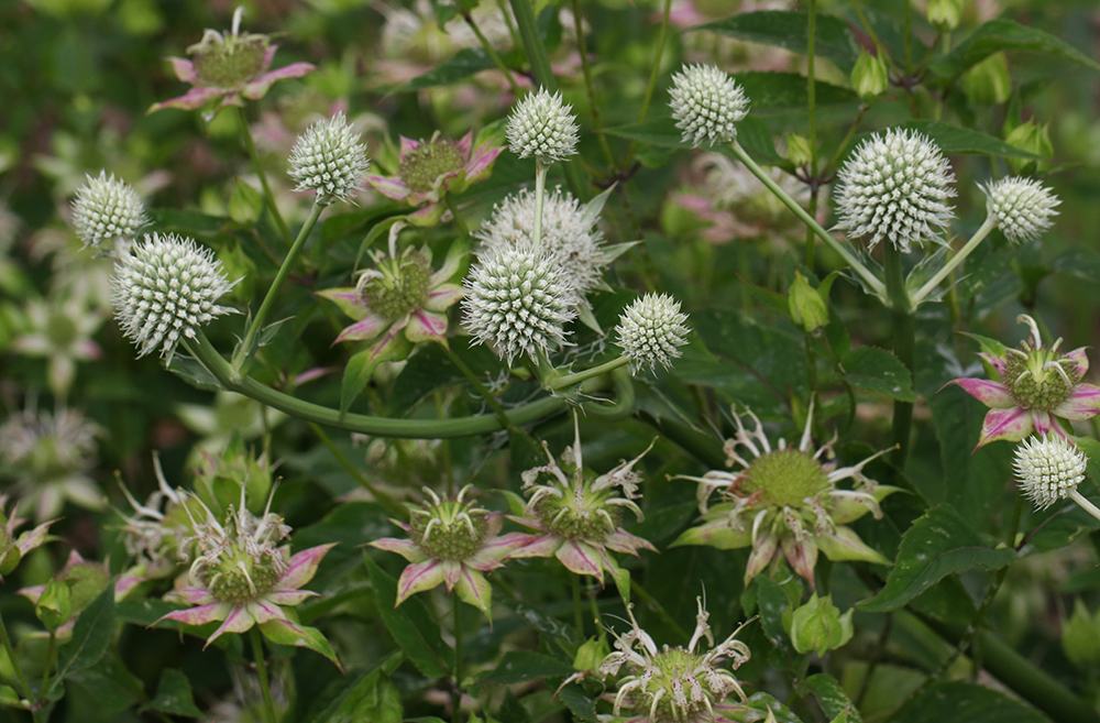 Cluster of spiky white spherical flowers and pink-tipped seed heads among green leaves