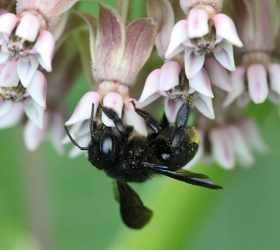Black bee hanging upside down from cluster of pink-white flowers with pollen on body