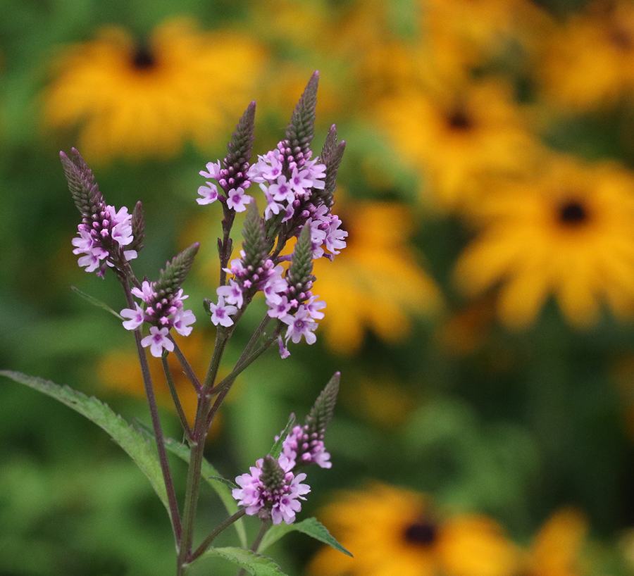 Cluster of small purple flower spikes in front of blurred yellow Black-eyed Susans