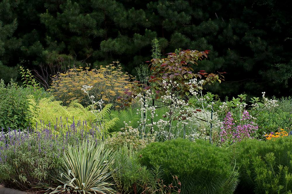 Wildflower and mixed perennial garden bed with shrubs and dark conifer background