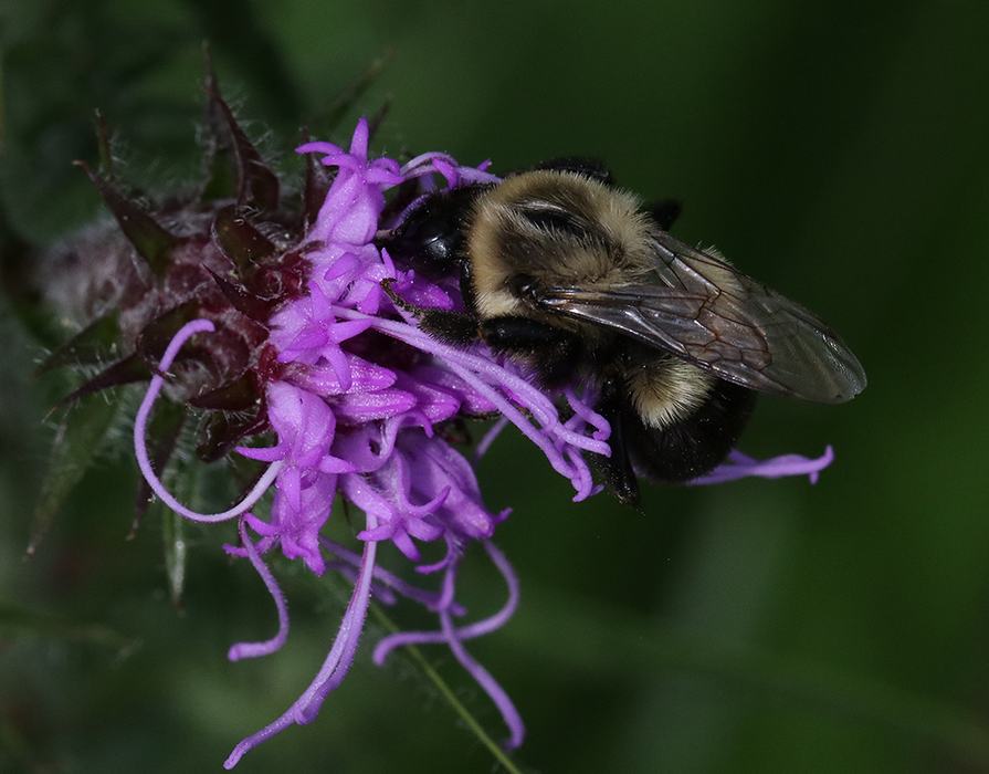 Bumblebee feeding on a purple wildflower