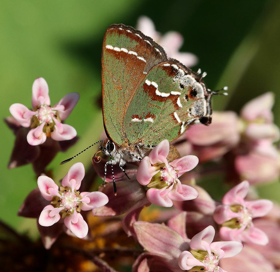 Green hairstreak butterfly perched on cluster of pink milkweed flowers