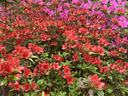 azalea