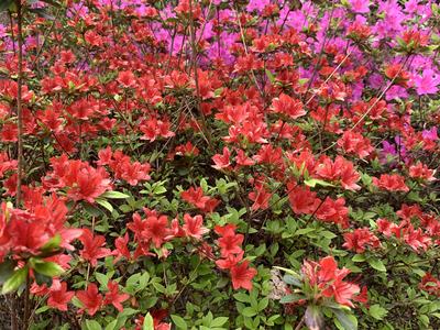 azalea