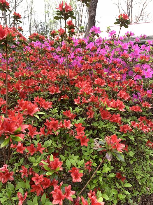 azalea
