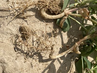 J-Rooting on a peanut plant.