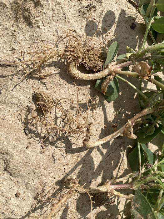 J-Rooting on a peanut plant.