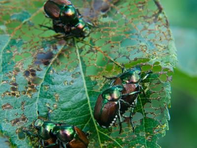 Japanese beetles