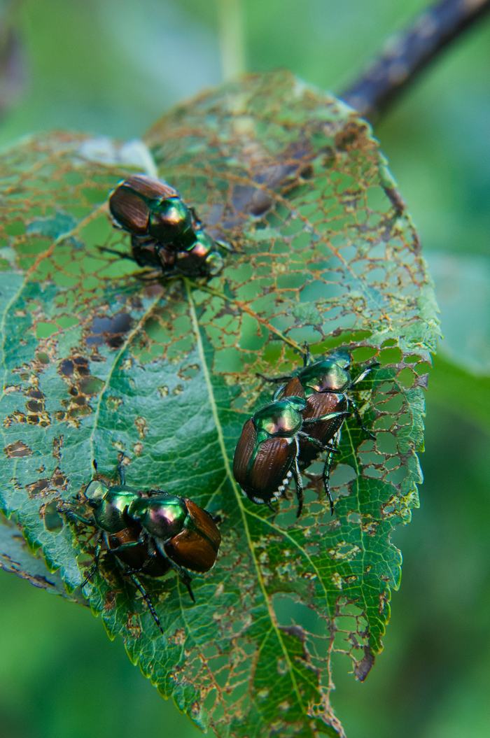 Japanese beetles