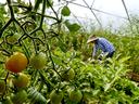 Green and ripening tomatoes on a vine in a greenhouse with a person tending plants