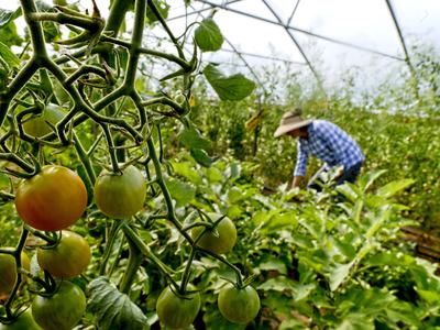 Green and ripening tomatoes on a vine in a greenhouse with a person tending plants