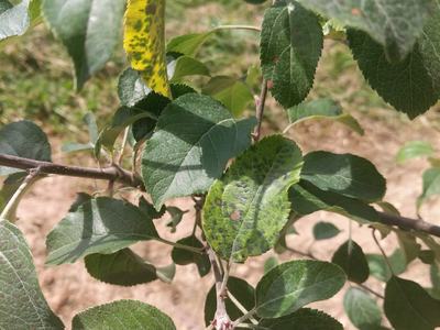 Marssonina Leaf SPot on Apple