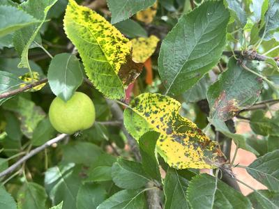 Marssonina Leaf blotch on Gala apple